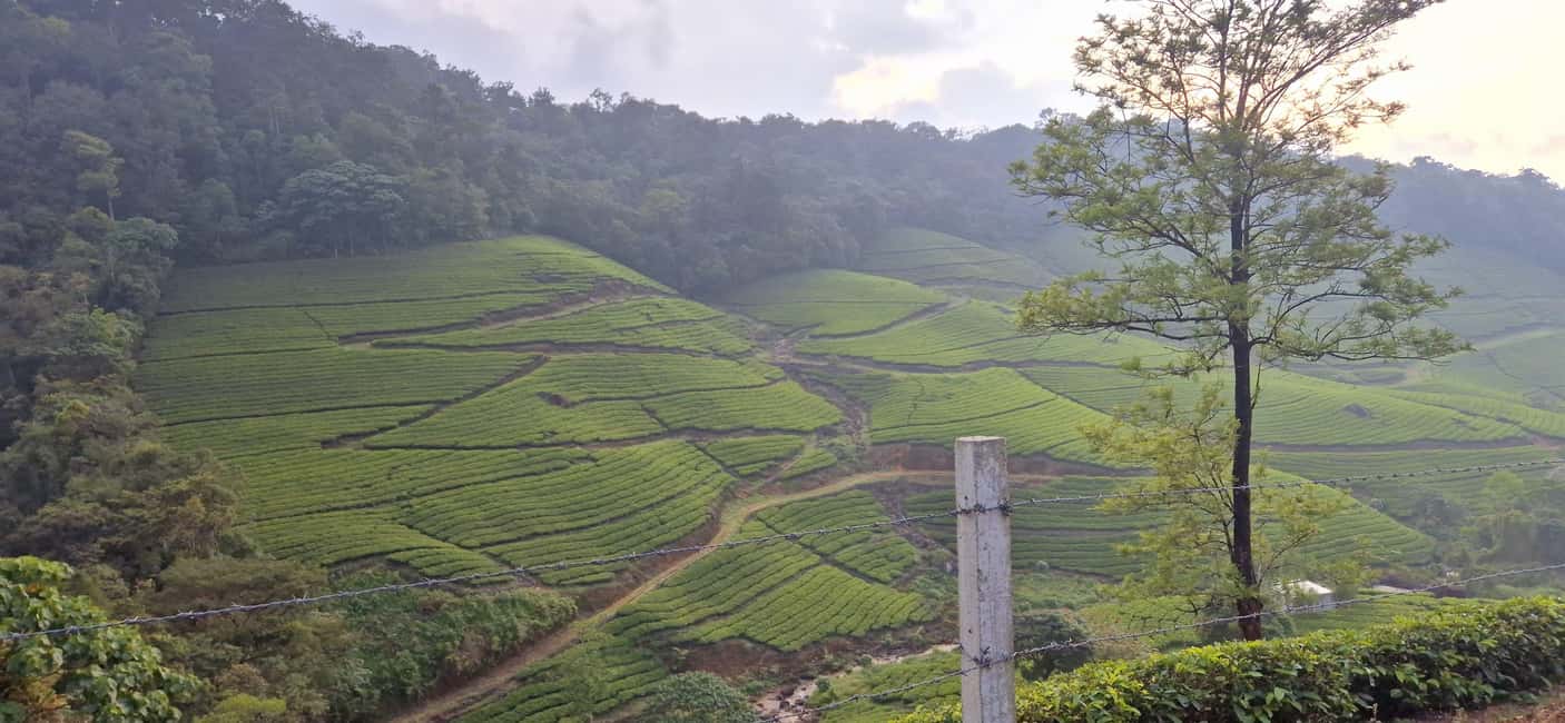 Munnar: Anakulam Jeep Safari with Waterfall and Elephant - Should You Book This Anakulam Jeep Safari?