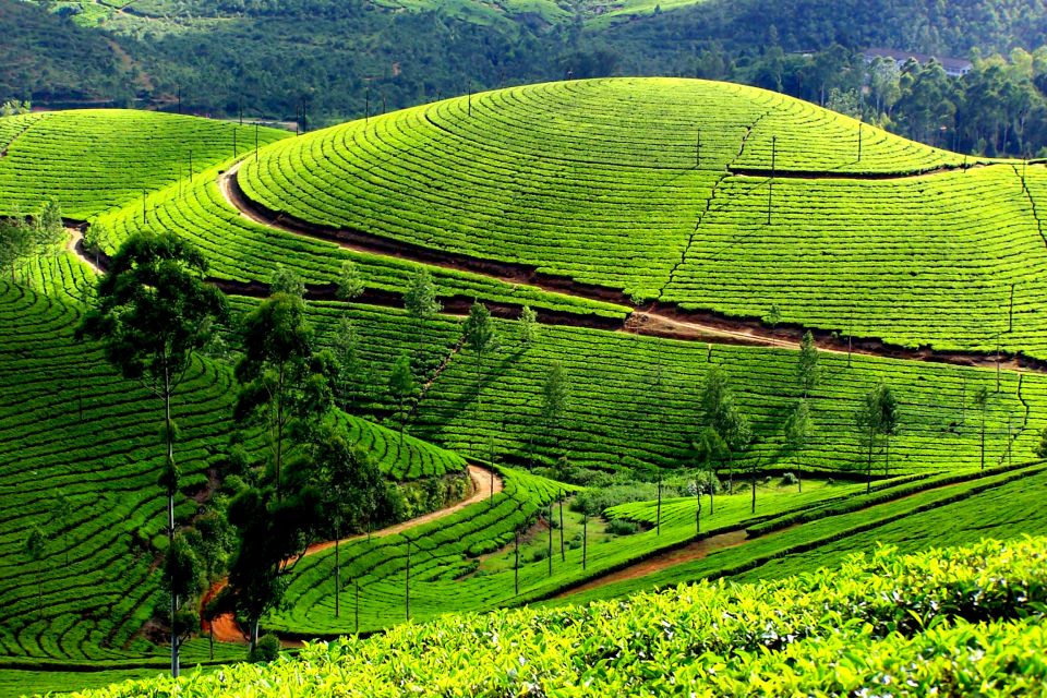 Munnar Private Day Trip - The big idea: why this Munnar day trip works
