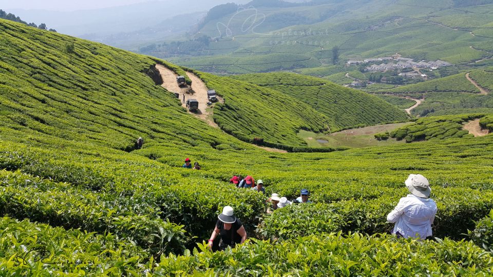 Munnar Private Day Trip - Waterfall first: Cheeyappara and Valara stops