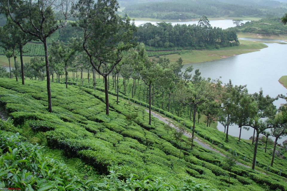 Munnar Private Day Trip - The tea museum and the tea plantation walk