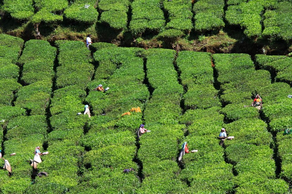 Munnar Private Day Trip - The spice plantation stop on the way back
