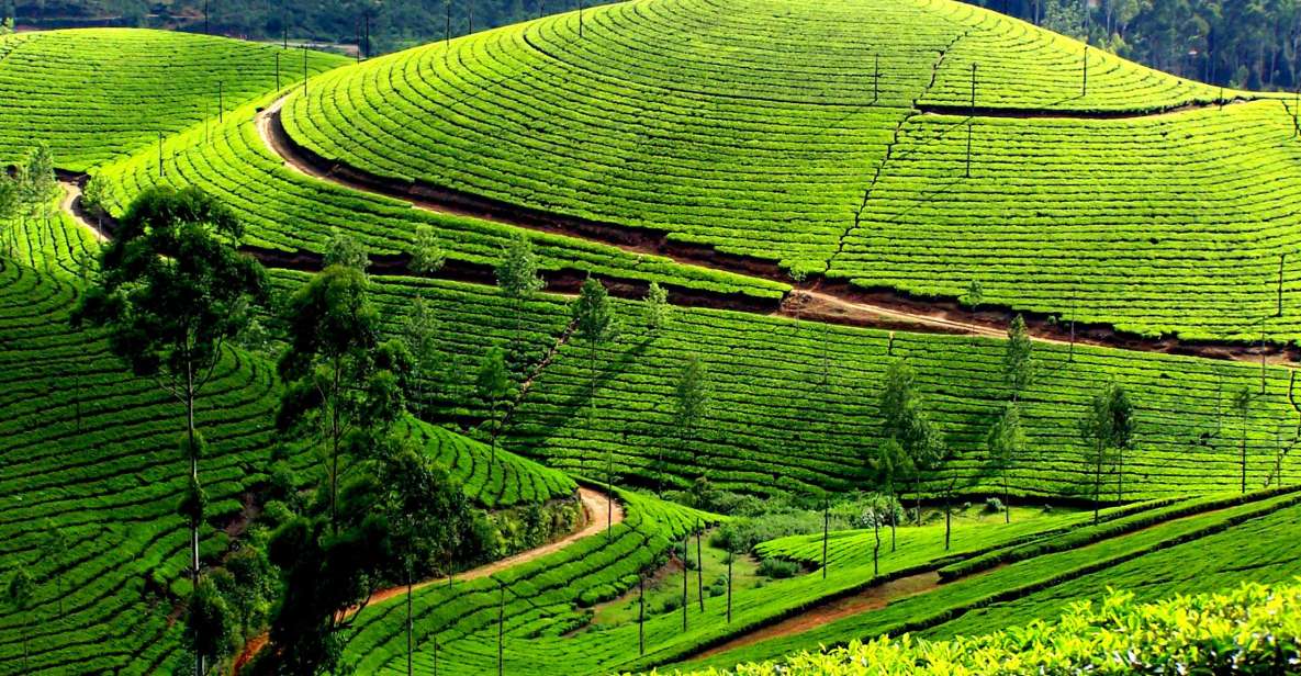 Munnar Private Day Trip - Lunch break: what you should expect (and how to plan)