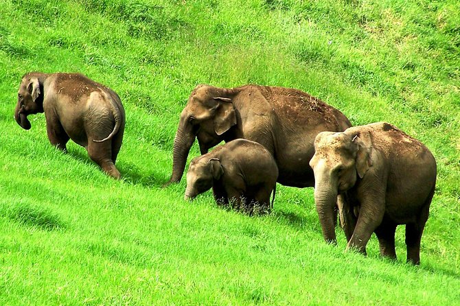 Munnar Site-seeing Tour - A 5-hour Munnar sightseeing loop that saves you time