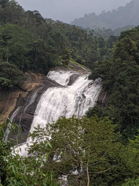 Munnar: Tea Garden and Elephant Safari Trip by 4x4 - Price and group value: $98 per group up to 6