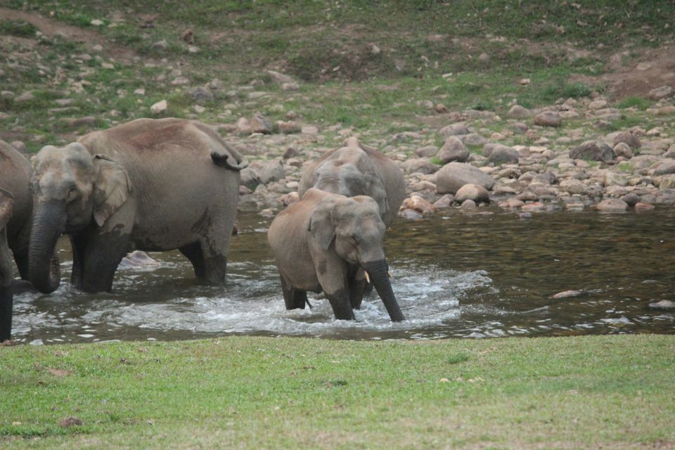 Munnar: Tea Garden and Elephant Safari Trip by 4x4 - River crossings and forest waterfall bathing: when the day feels more wild