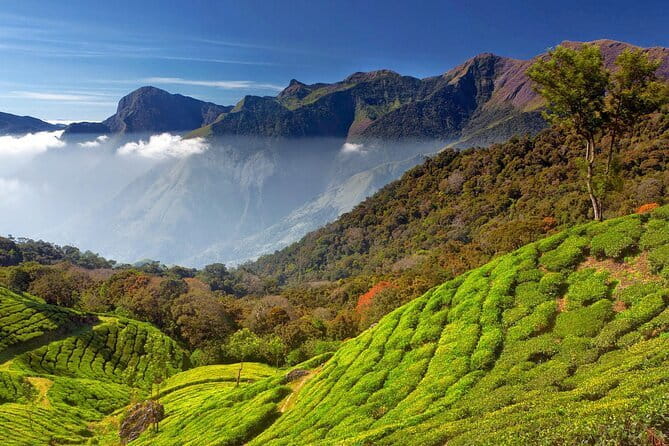 Munnar Tea Trail Tour , Tea factory visit & Tea Tasting - Who This Tour Suits Best