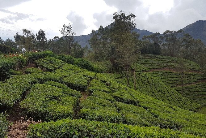 Munnar Tea Trail Tour with Factory Experience ( By Munnar Info) - Why This Tea Trail in Munnar Feels Practical, Not Tourist-Stagey