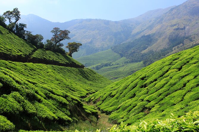 Private Day Trip to Munnar from Kochi (Cochin) - Spice Farm Stop: Useful, Interesting, and Worth Being Careful in the Shop