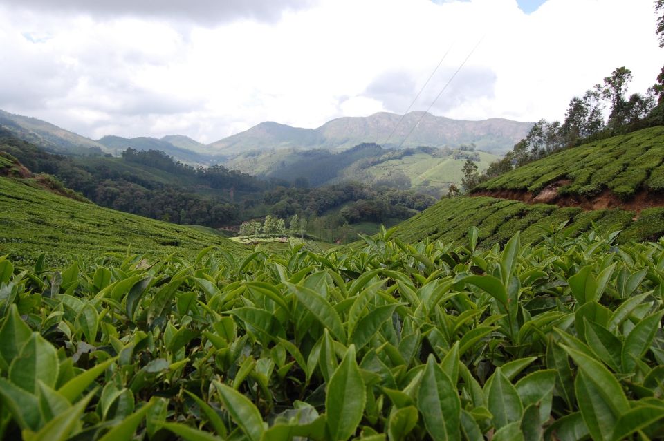 Private Munnar Tea Trek - Gear and Smart Tips for a Smooth 3–4 Hours on Foot