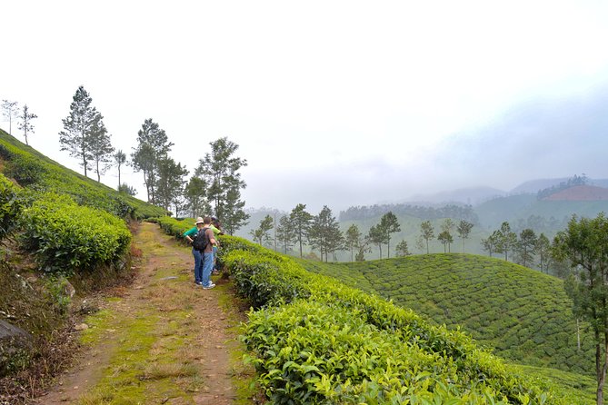 Scenic Kerala : Hills, Wildlife, Backwaters & Beach Bliss- 7 Days - Key highlights worth getting excited about