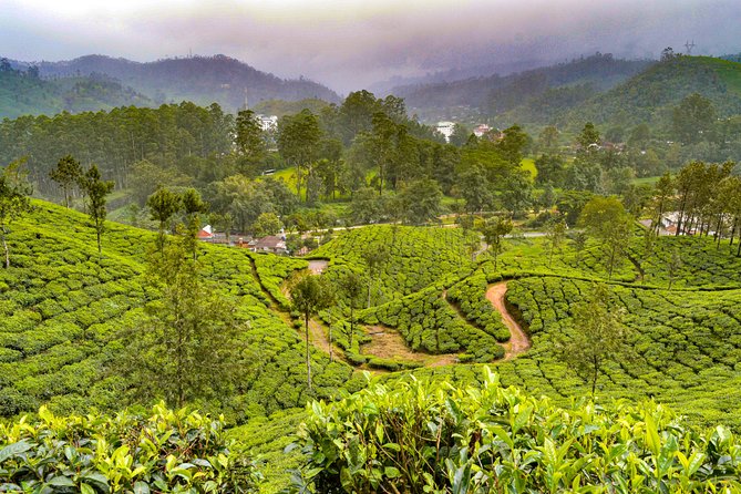 Scenic Kerala : Hills, Wildlife, Backwaters & Beach Bliss- 7 Days - Kochi handoff and the first Kerala culture hit