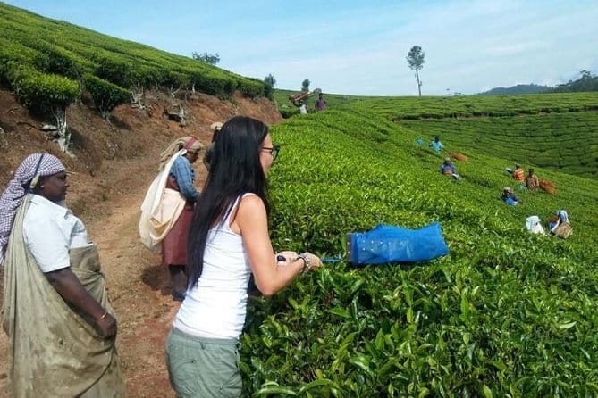 Tea planation walking In Munnar- (by Munnar Info) - Key things to know before you go