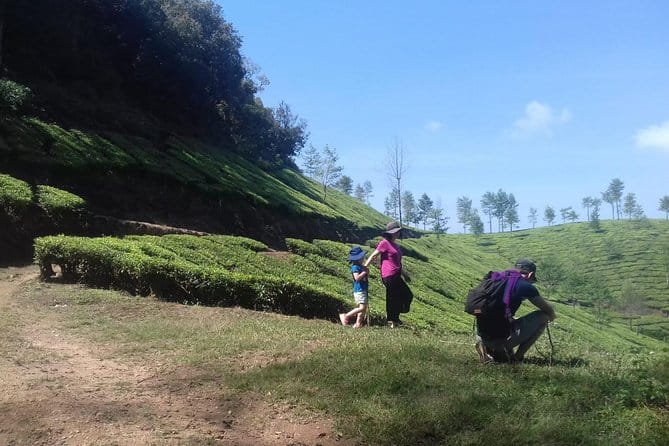 Tea planation walking In Munnar- (by Munnar Info) - Entering Munnar’s tea world from the plucking field