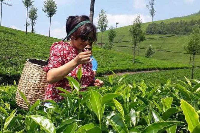Tea planation walking In Munnar- (by Munnar Info) - Price and value: getting more than a scenic walk for about $10