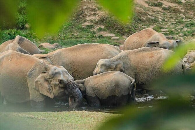 Wild Elephant Anakulam & Waterfalls Tour(munnar valley Trekking) - Key Highlights You’ll Actually Care About