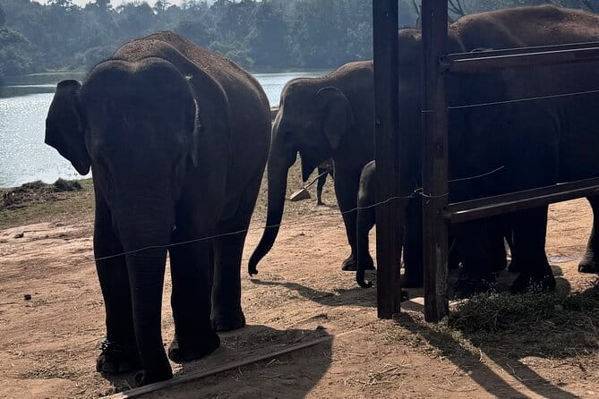 Wild Life Jeep Safari Tour at Bannerghatta with Private Transfer - Key highlights to know before you go