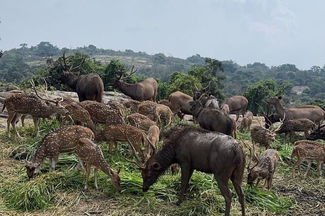 Wild Life Jeep Safari Tour at Bannerghatta with Private Transfer - Getting out of Bangalore: the real schedule starts on the road
