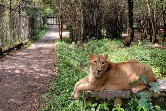 Wild Life Jeep Safari Tour at Bannerghatta with Private Transfer - Bannerghatta Biological Park safari: 50–60 minutes of wildlife time
