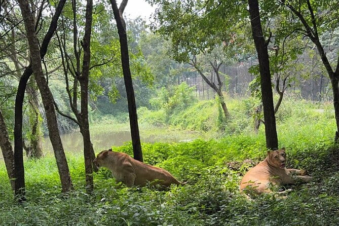 Wild Life Jeep Safari Tour at Bannerghatta with Private Transfer - Butterfly Park and zoo time: optional stops that add variety